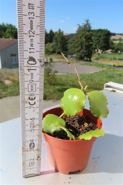 Hoya endauensis – Bild 3