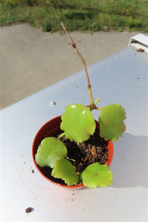 Hoya endauensis – Bild 2