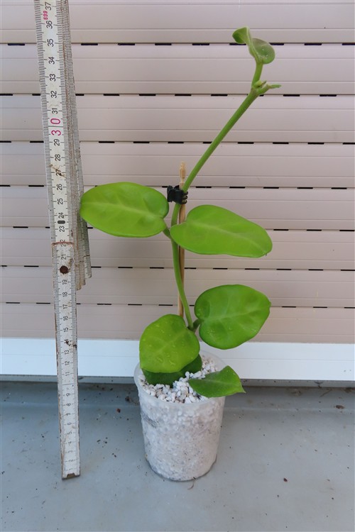 Hoya calycina stargazer – Bild 2