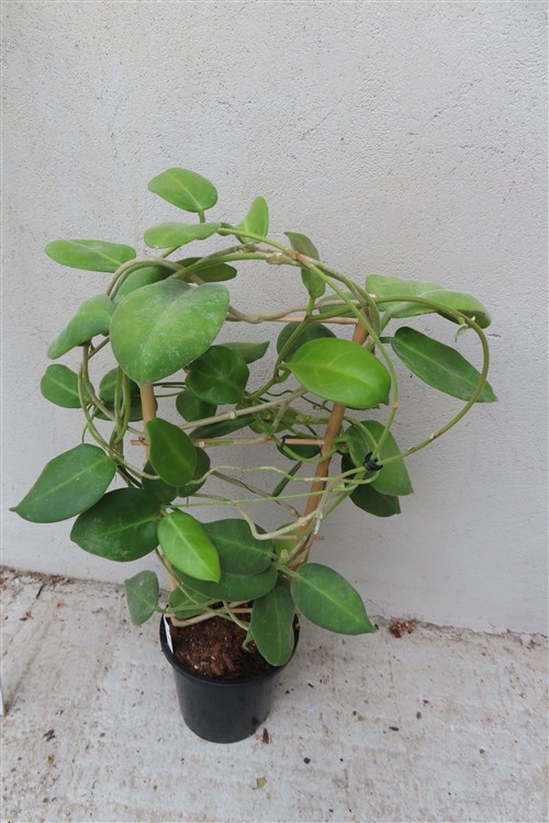 Hoya calycina stargazer – Bild 2