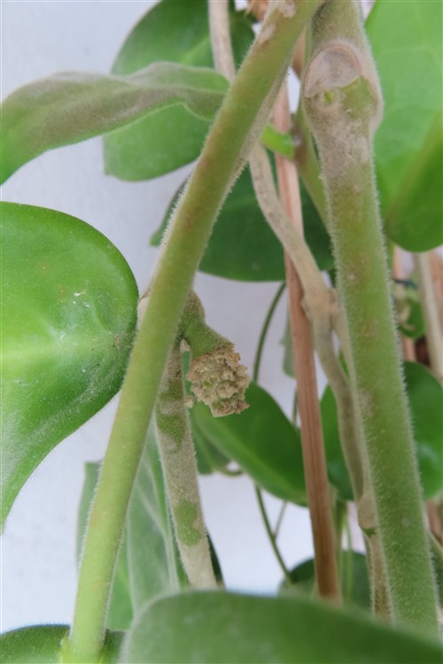 Hoya calycina stargazer – Bild 3