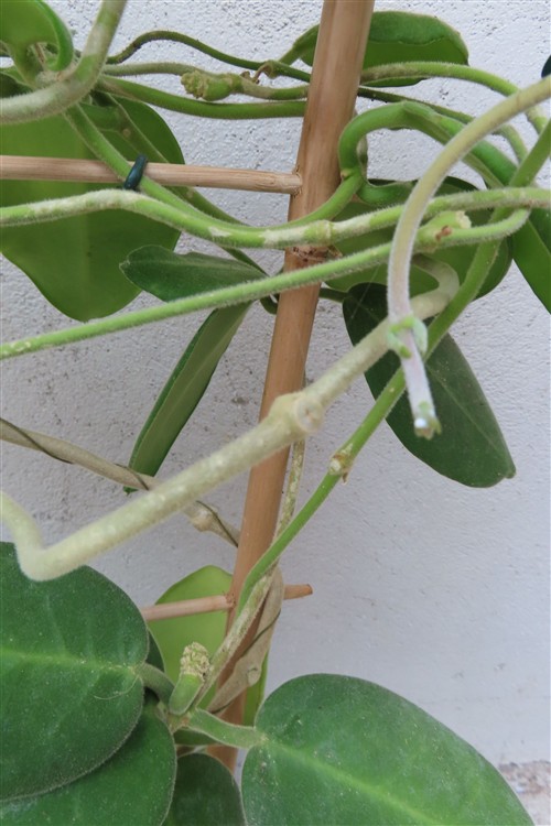 Hoya calycina stargazer – Bild 4