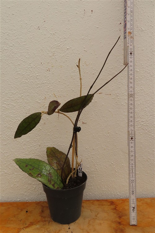 Hoya clemensiorum short leaf – Bild 2