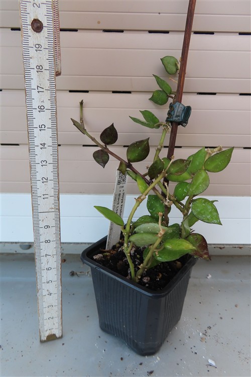 Hoya krohniana Black Leaves – Bild 2