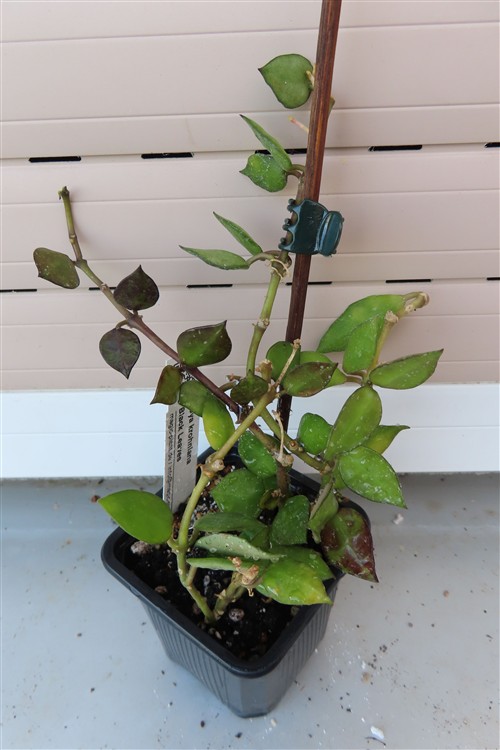 Hoya krohniana Black Leaves – Bild 3