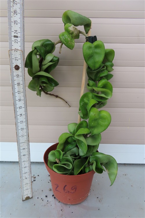 Hoya carnosa compacta krinkle – Bild 2