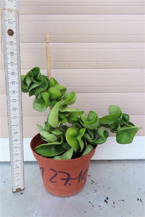 Hoya carnosa compacta krinkle – Bild 2