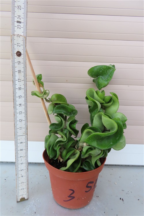 Hoya carnosa compacta krinkle – Bild 3