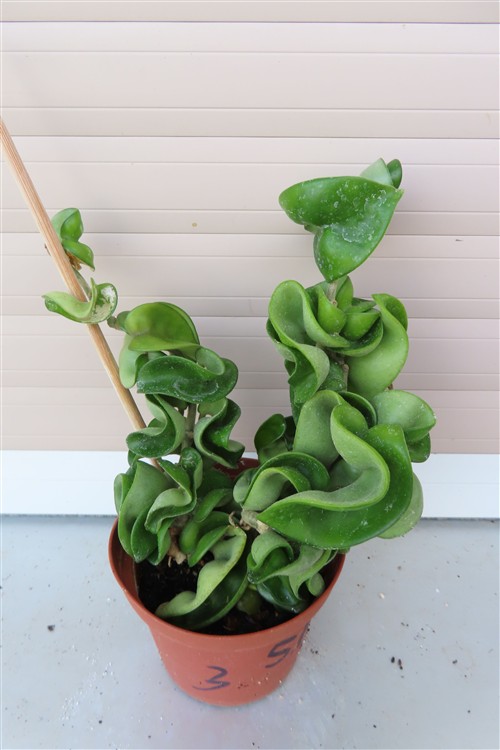 Hoya carnosa compacta krinkle – Bild 2