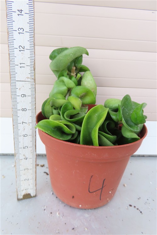 Hoya carnosa compacta krinkle – Bild 2