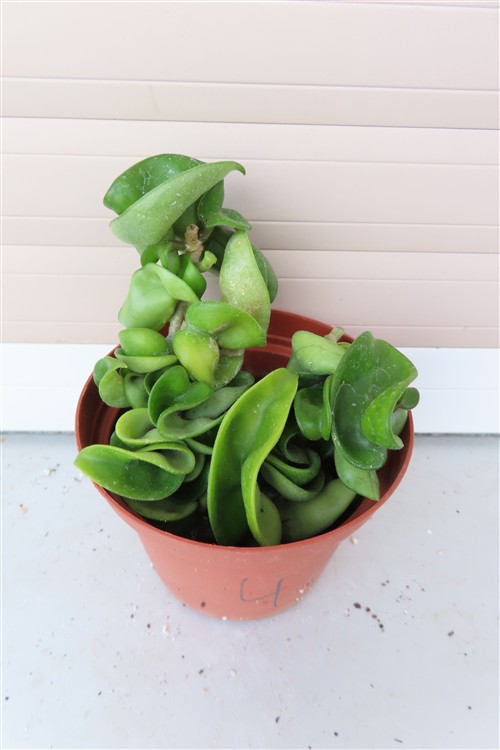 Hoya carnosa compacta krinkle – Bild 3