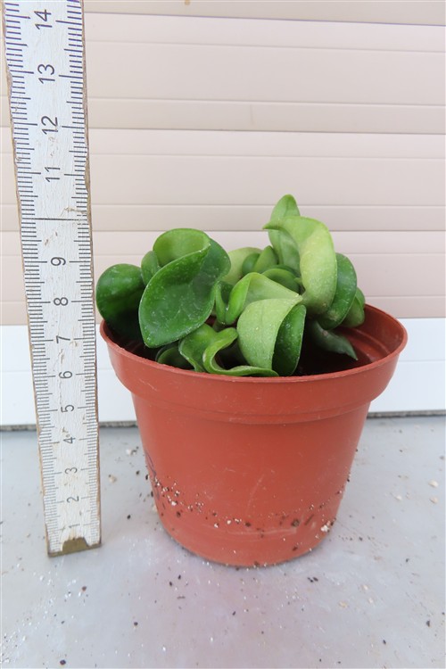 Hoya carnosa compacta krinkle – Bild 2
