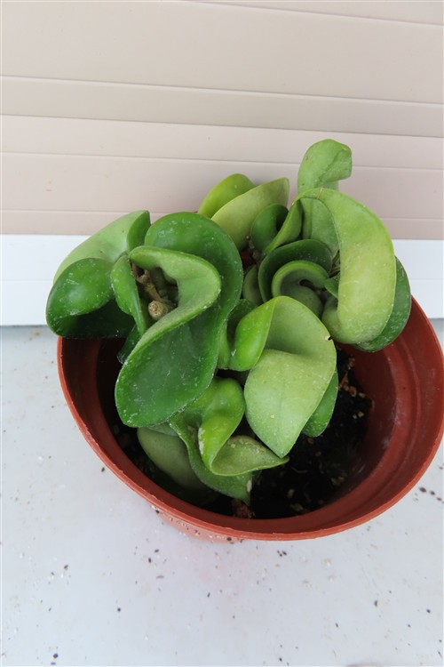 Hoya carnosa compacta krinkle – Bild 3