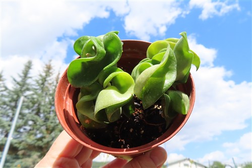 Hoya carnosa compacta krinkle – Bild 4