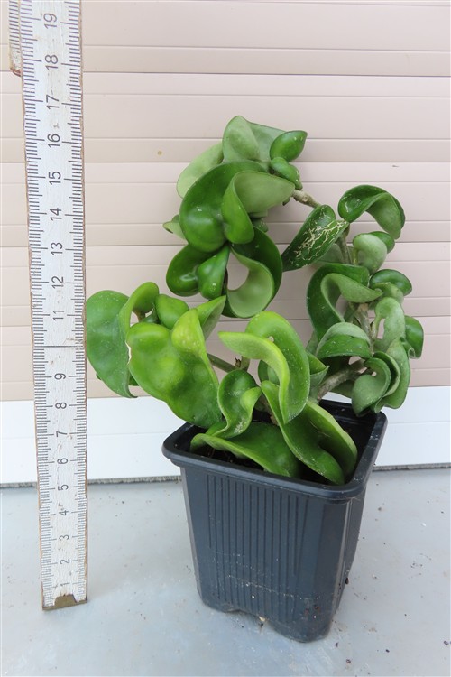 Hoya carnosa compacta krinkle – Bild 2