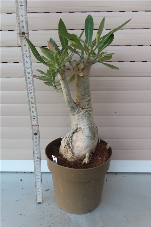 Adenium arabicum – Bild 3