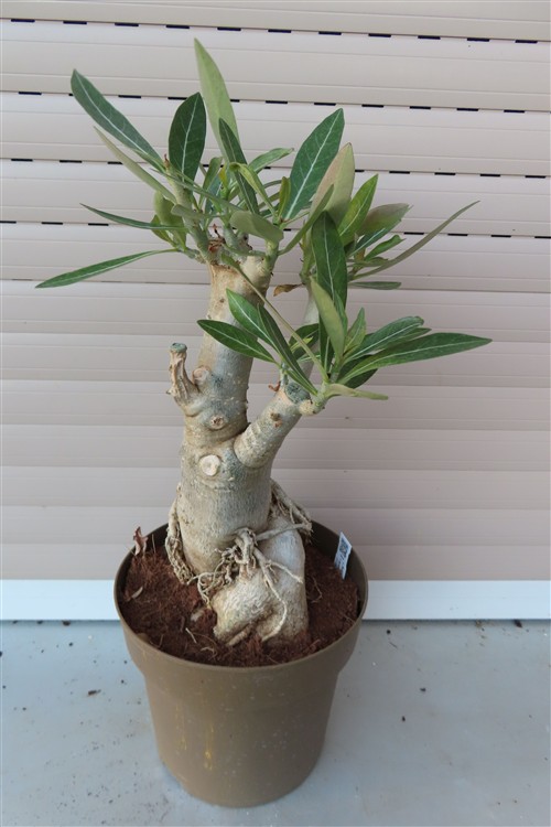 Adenium arabicum – Bild 4