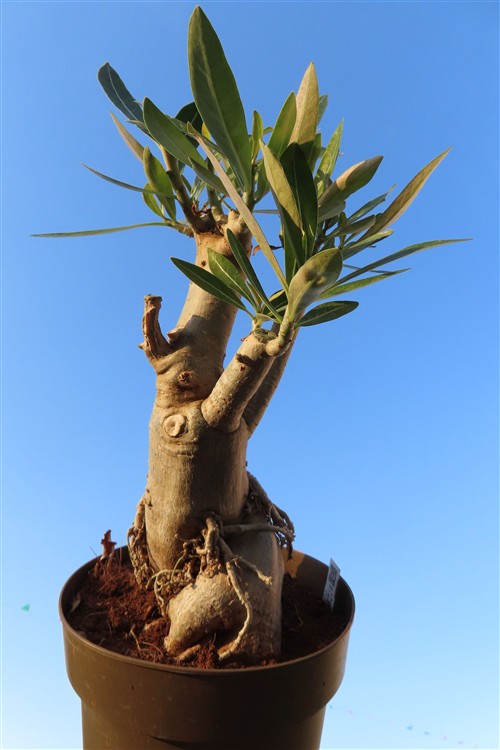 Adenium arabicum – Bild 5
