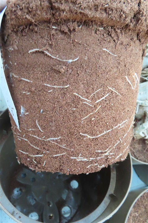 Adenium arabicum – Bild 2