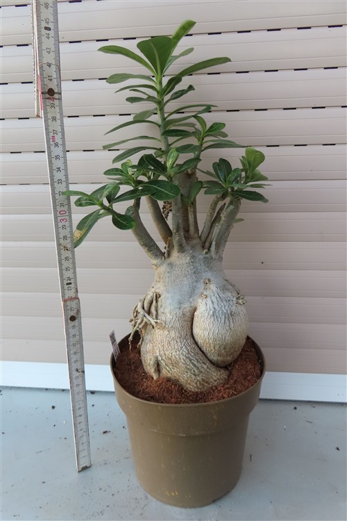 Adenium arabicum – Bild 4