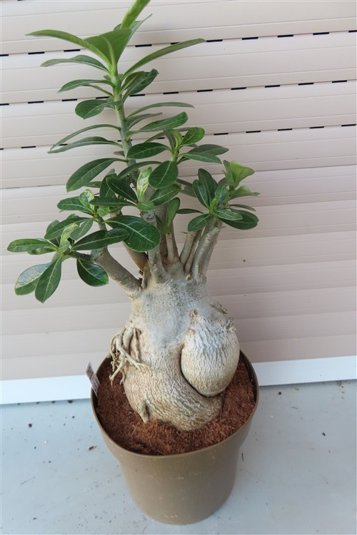 Adenium arabicum – Bild 3