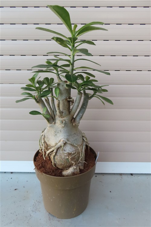 Adenium arabicum – Bild 2
