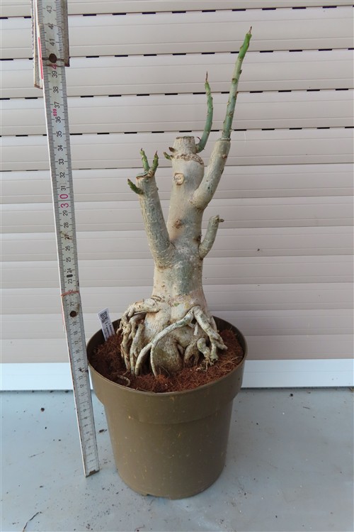 Adenium arabicum – Bild 4