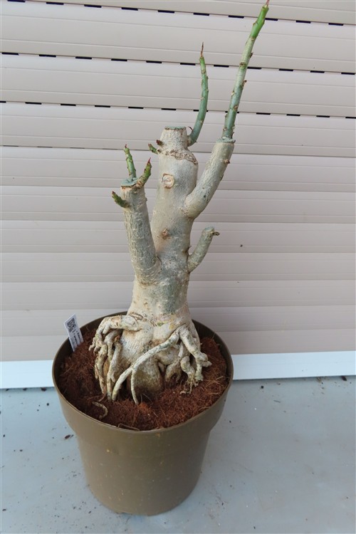 Adenium arabicum – Bild 3