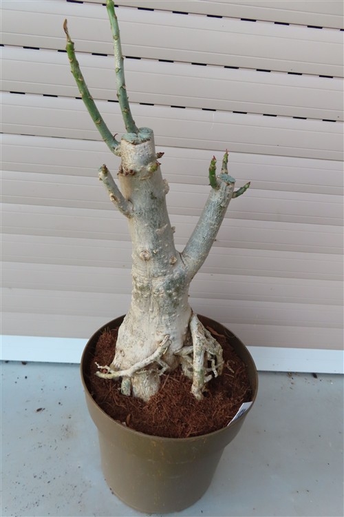 Adenium arabicum – Bild 2