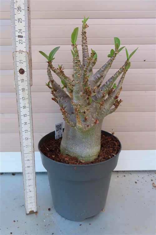 Adenium Baobab – Bild 2
