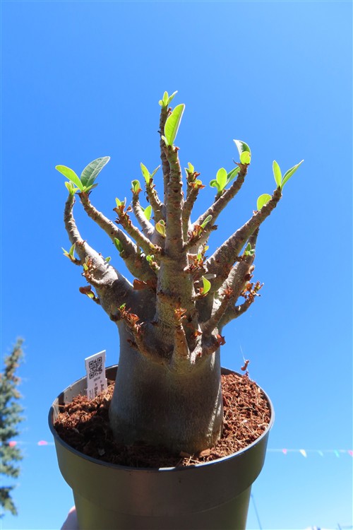 Adenium Baobab – Bild 3