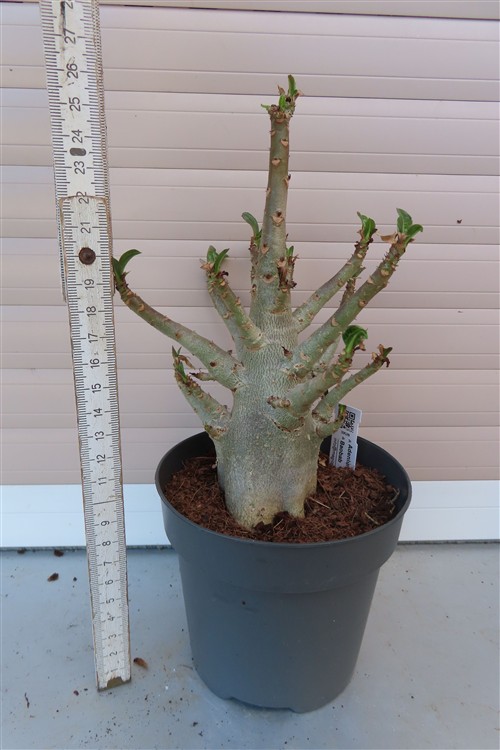 Adenium Baobab – Bild 3