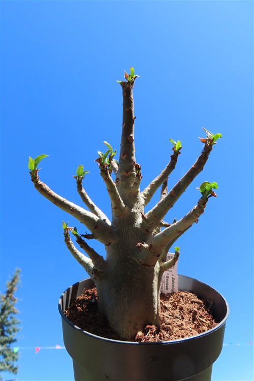 Adenium Baobab – Bild 2