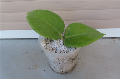 Hoya calycina stargazer – Bild 2