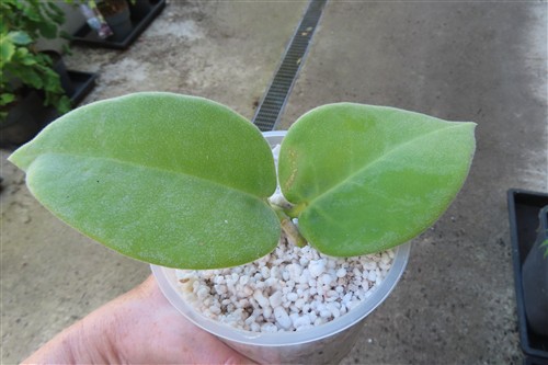 Hoya calycina stargazer – Bild 3