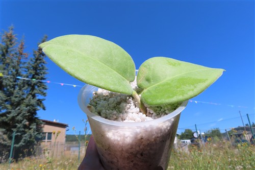 Hoya calycina stargazer – Bild 4