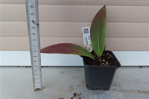 Hoya soligamiana – Bild 2