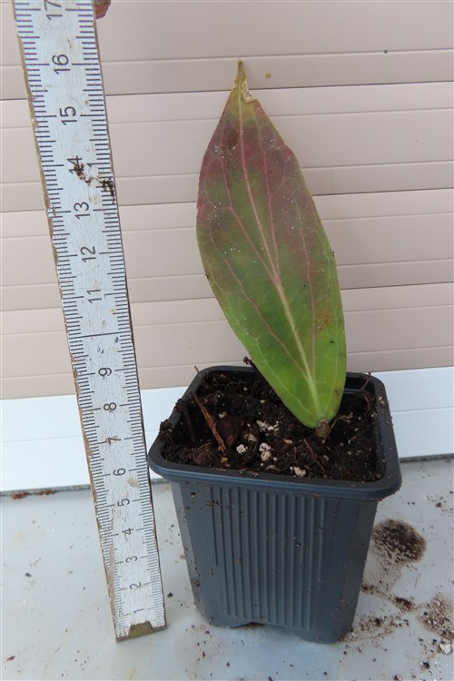 Hoya soligamiana – Bild 2