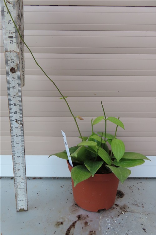 Hoya fitchii – Bild 2