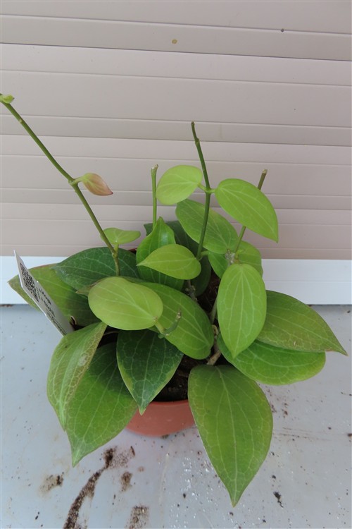 Hoya fitchii – Bild 3