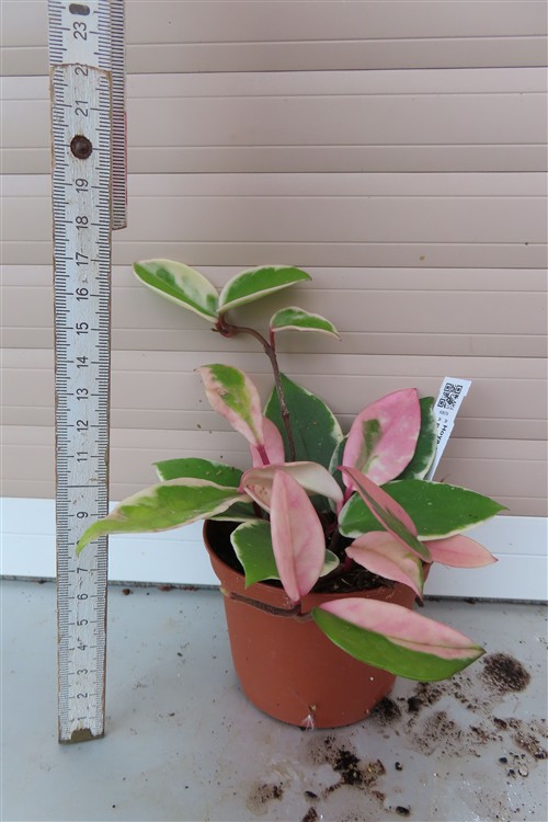 Hoya carnosa Flamingo Dream – Bild 2