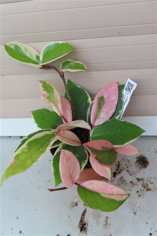 Hoya carnosa Flamingo Dream – Bild 3