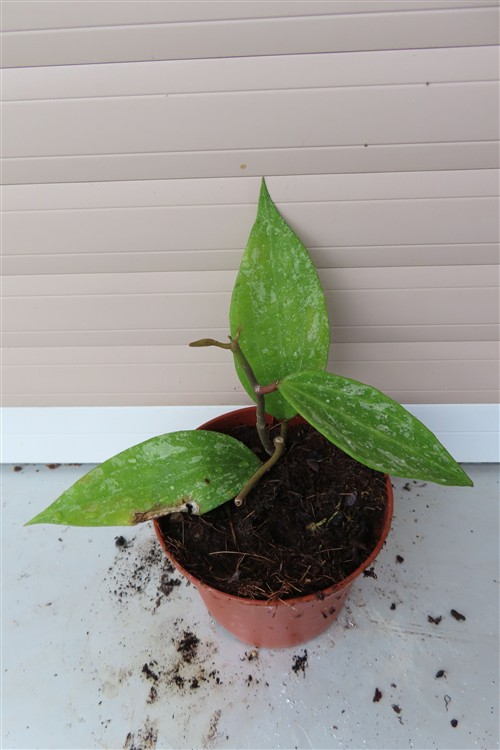Hoya sp. Rangsan Star of Borneo – Bild 3