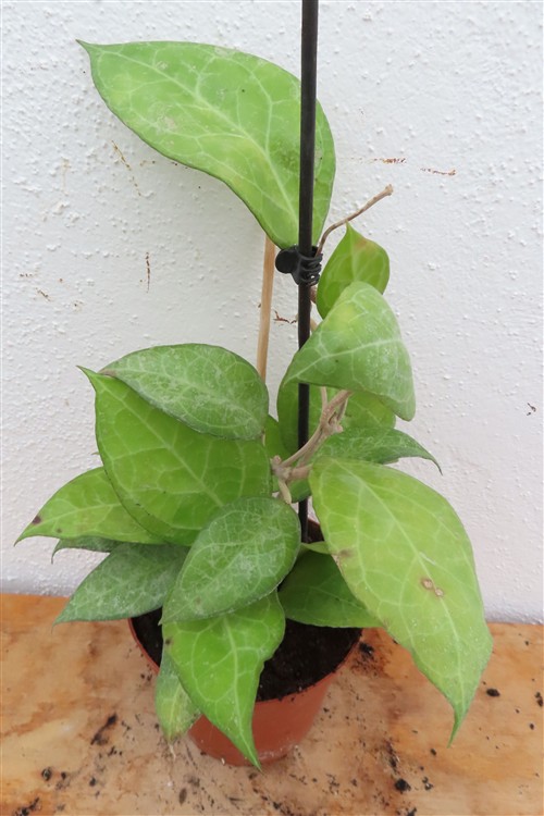 Hoya verticillata Wayang Splash – Bild 2