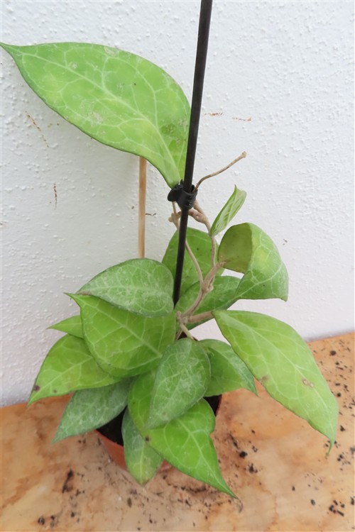 Hoya verticillata Wayang Splash – Bild 3