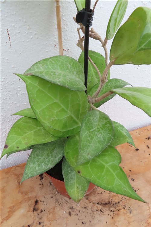 Hoya verticillata Wayang Splash – Bild 4