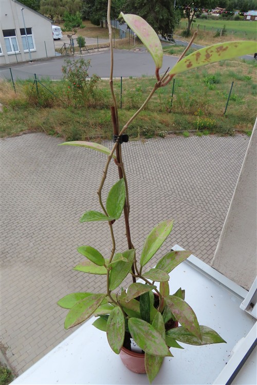 Hoya pubicalix splash Silver Spot – Bild 2