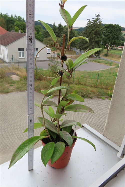 Hoya pubicalix splash Silver Spot – Bild 2