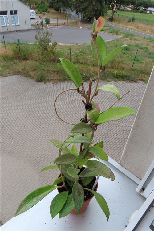 Hoya pubicalix splash Silver Spot – Bild 3