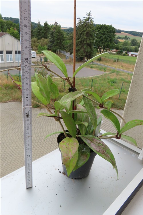 Hoya pubicalix splash Silver Spot – Bild 2